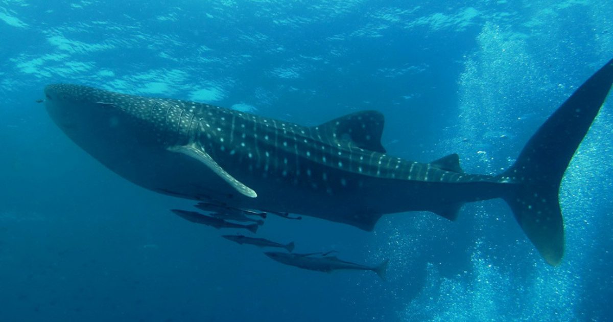 Científicos descubrieron cuál es el pez más grande del mundo TC