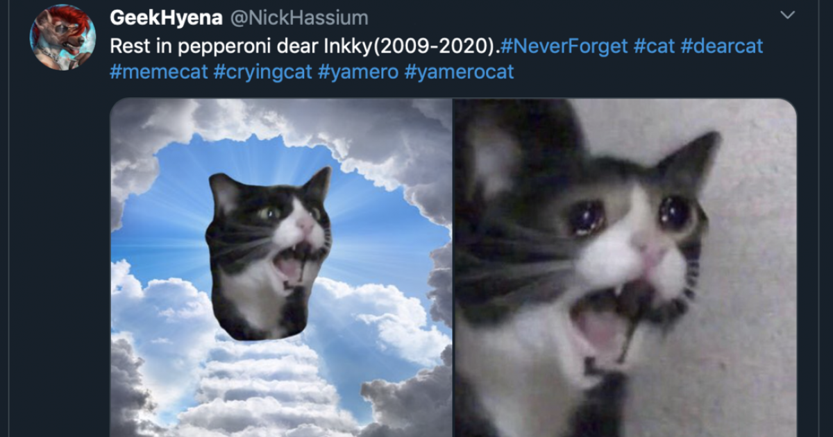 Muere la protagonista del icónico meme de la gata que grita | TC Televisión