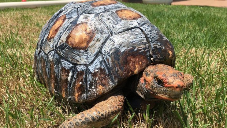 Logran un Récord Guinness por reconstruir e implantar el primer caparazón de tortuga impreso en 3D - Vimarsana News