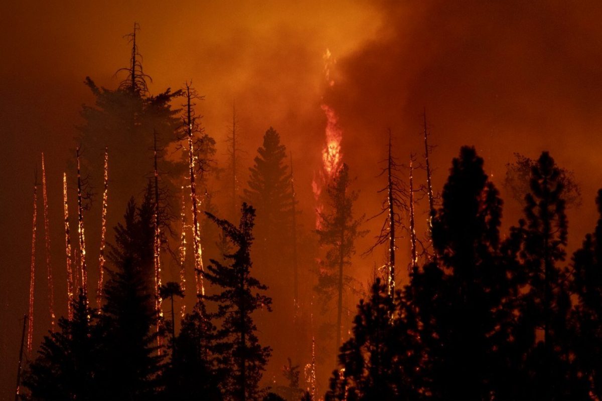 Noticia: Incendios forestales arrasan un bosque nacional en California Incendios forestales arrasan un bosque nacional en California