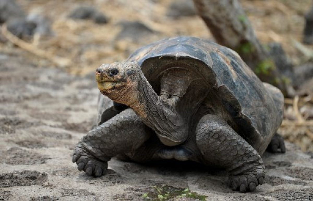 Noticia: Galápagos planifica estrategias para introducir especies extintas desde hace dos siglos Galápagos planifica estrategias para introducir especies extintas desde hace dos siglos