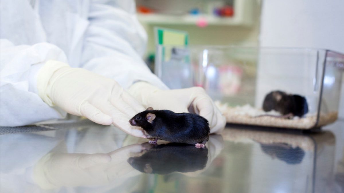 Noticia: Demuestran la eficacia de un fármaco contra la hepatitis A en ratones Demuestran la eficacia de un fármaco contra la hepatitis A en ratones