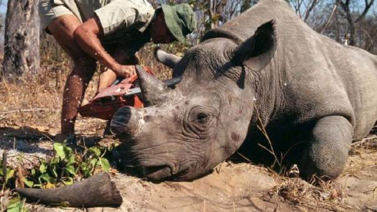 Noticia: Pena récord en Vietnam para un traficante de cuernos de rinoceronte Pena récord en Vietnam para un traficante de cuernos de rinoceronte