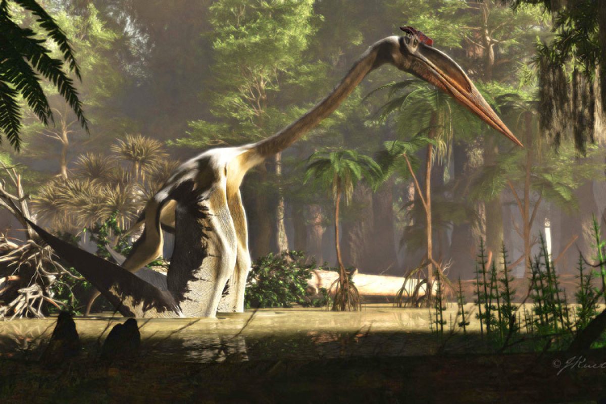 Noticia: Así fue Quetzalcoatlus, el animal volador más grande que vivió en la Tierra Así fue Quetzalcoatlus, el animal volador más grande que vivió en la Tierra