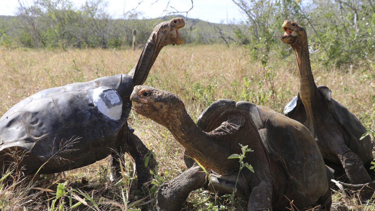 Noticia: Tortugas gigantes de Galápagos presentan cuatro nuevos virus Tortugas gigantes de Galápagos presentan cuatro nuevos virus
