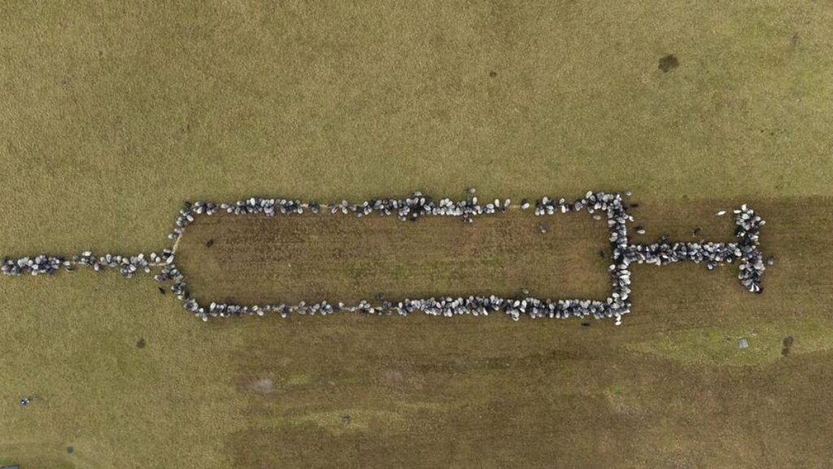Noticia: Covid-19: Ovejas ‘dibujaron’ una gigantesca jeringa motivadora en Alemania Covid-19: Ovejas ‘dibujaron’ una gigantesca jeringa motivadora en Alemania