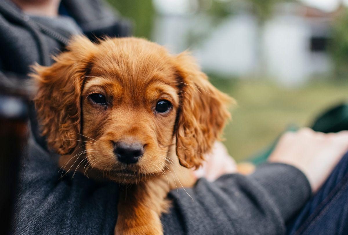 Noticia: En España las mascotas se consideran por ley ‘seres sintientes’ En España las mascotas se consideran por ley ‘seres sintientes’