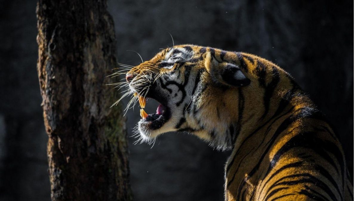 Noticia: Un tigre arranca la mano de una cuidadora en un parque de safari de Japón Un tigre arranca la mano de una cuidadora en un parque de safari de Japón