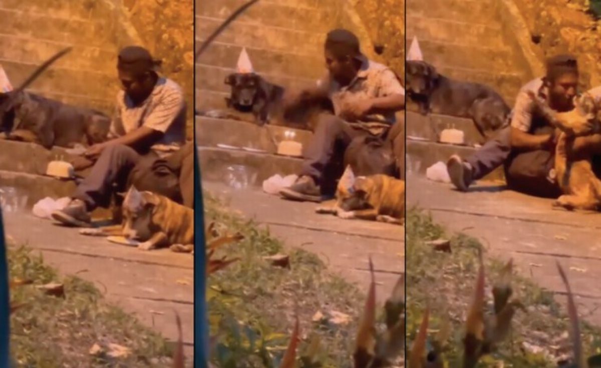 Noticia: “Feliz cumpleaños a ti": Un hombre celebra a sus mascotas con gorritos y pastel “Feliz cumpleaños a ti": Un hombre celebra a sus mascotas con gorritos y pastel