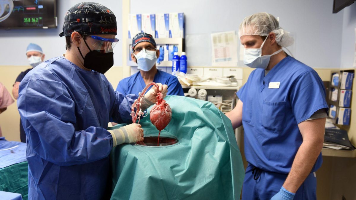 Noticia: EE.UU.: Así fue el exitoso trasplante de un corazón de cerdo a ser humano EE.UU.: Así fue el exitoso trasplante de un corazón de cerdo a ser humano