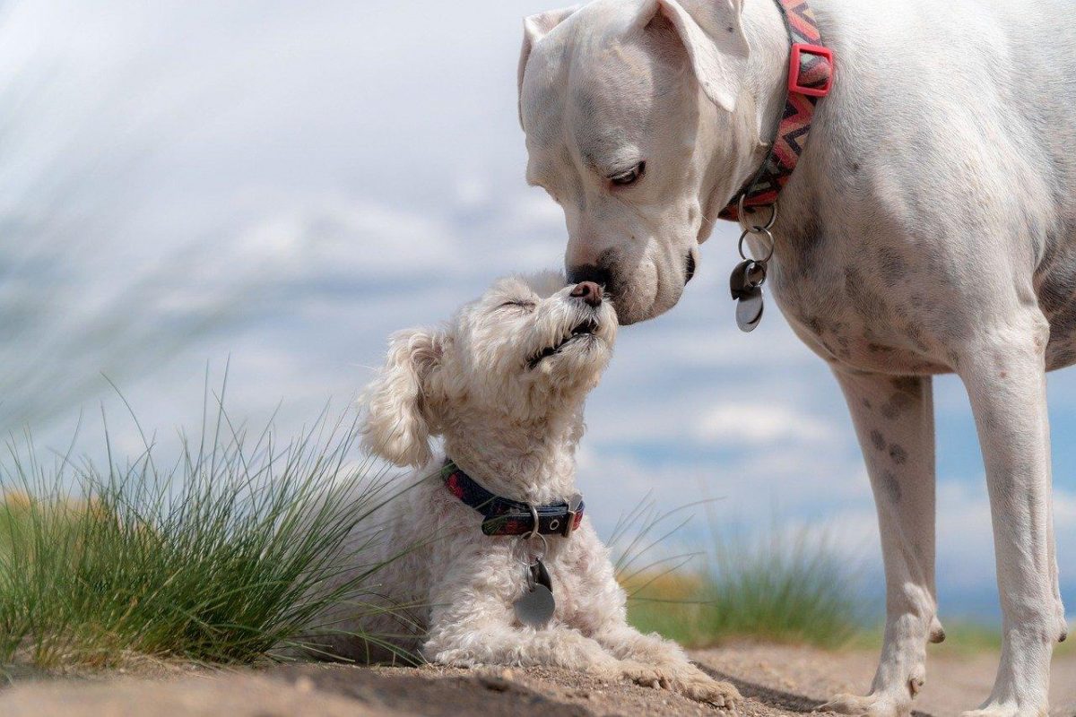 Noticia: Perros experimentan duelo tras la muerte de un compañero canino, según estudio Perros experimentan duelo tras la muerte de un compañero canino, según estudio