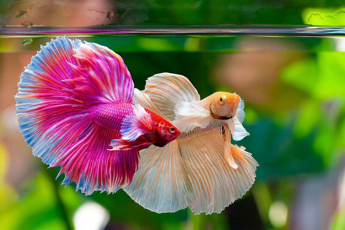 Noticia: Los peces también son buenos en matemáticas, según un estudio Los peces también son buenos en matemáticas, según un estudio