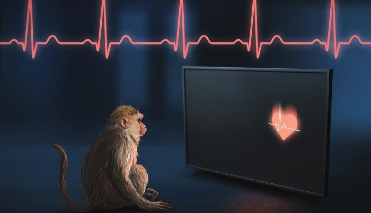 Noticia: Los monos rhesus pueden percibir sus propios latidos Los monos rhesus pueden percibir sus propios latidos
