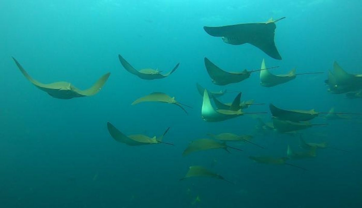 Noticia: Marcan mantarrayas para identificar sus patrones migratorios en Galápagos Marcan mantarrayas para identificar sus patrones migratorios en Galápagos