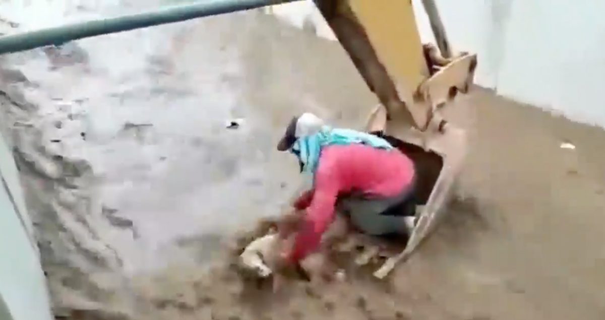 Noticia: El Oro: Captan rescate de un perro que era arrastrado por la corriente de agua El Oro: Captan rescate de un perro que era arrastrado por la corriente de agua