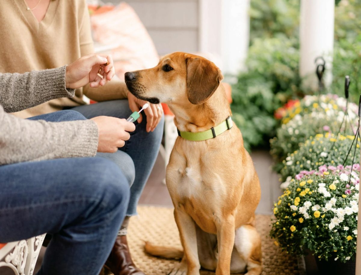 Noticia: Estados Unidos: la moda de hacer pruebas de ADN a los perros Estados Unidos: la moda de hacer pruebas de ADN a los perros