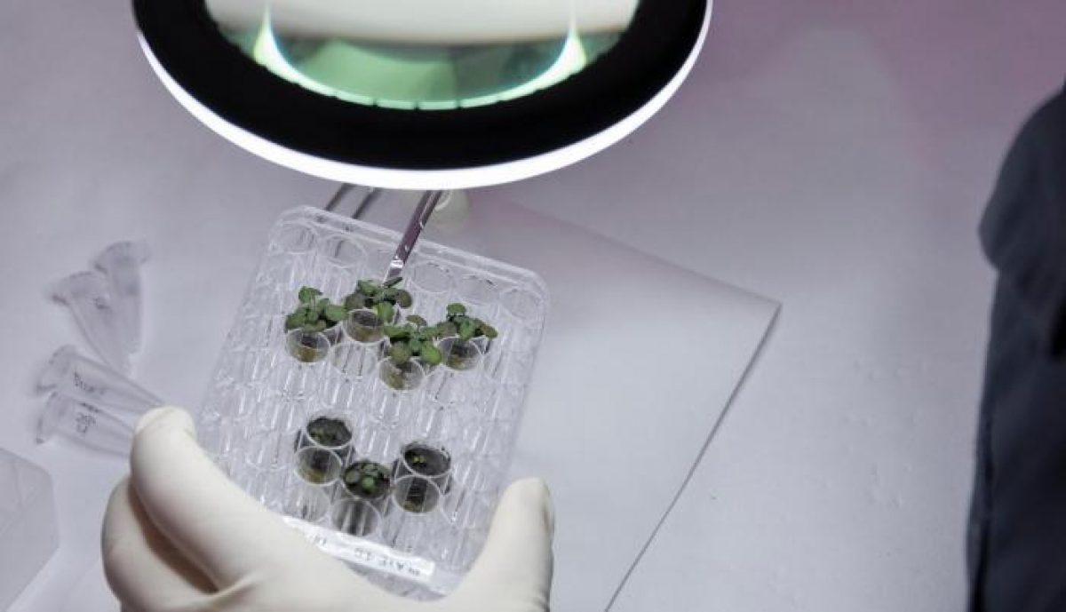 Noticia: Científicos cultivan por primera vez plantas en suelo procedente de la Luna Científicos cultivan por primera vez plantas en suelo procedente de la Luna