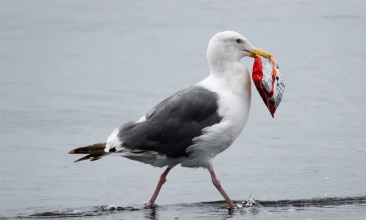 Noticia: Una gaviota roba 'snacks' en una tienda del Reino Unido Una gaviota roba 'snacks' en una tienda del Reino Unido