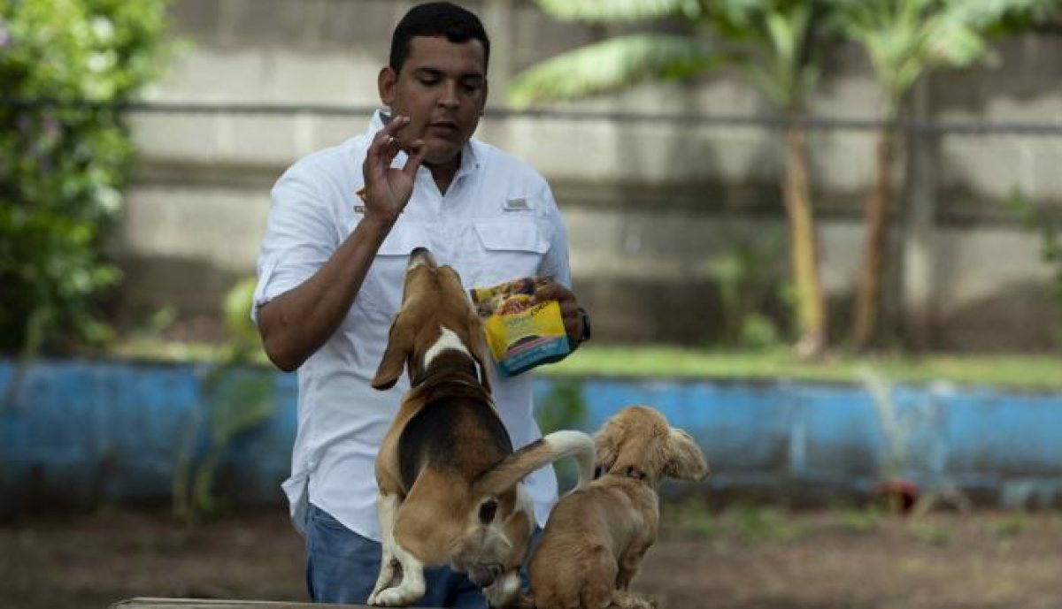 Noticia: En Nicaragua una escuela ayuda a perros con problemas de socialización En Nicaragua una escuela ayuda a perros con problemas de socialización