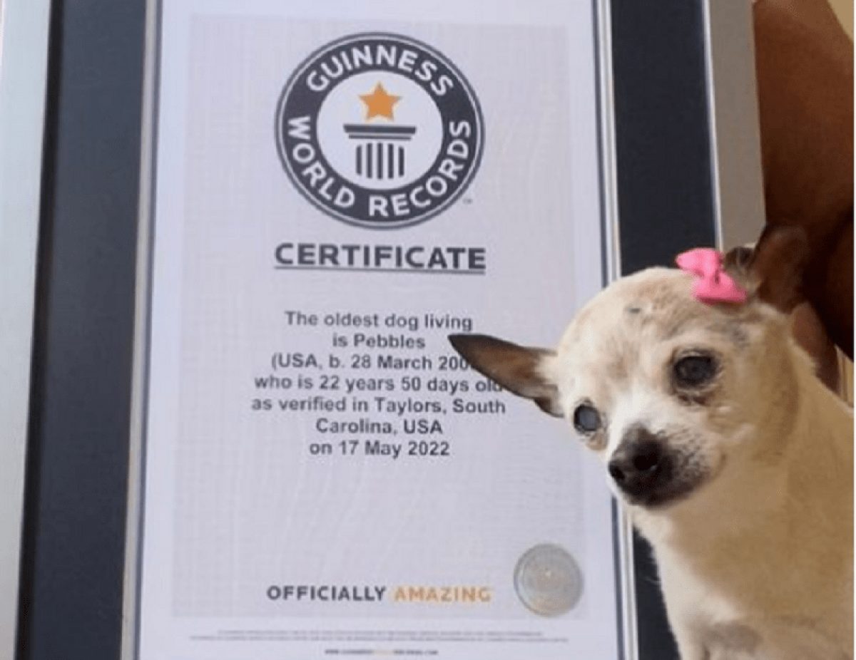 Noticia: Pebbles la perrita más longeva del mundo Pebbles la perrita más longeva del mundo
