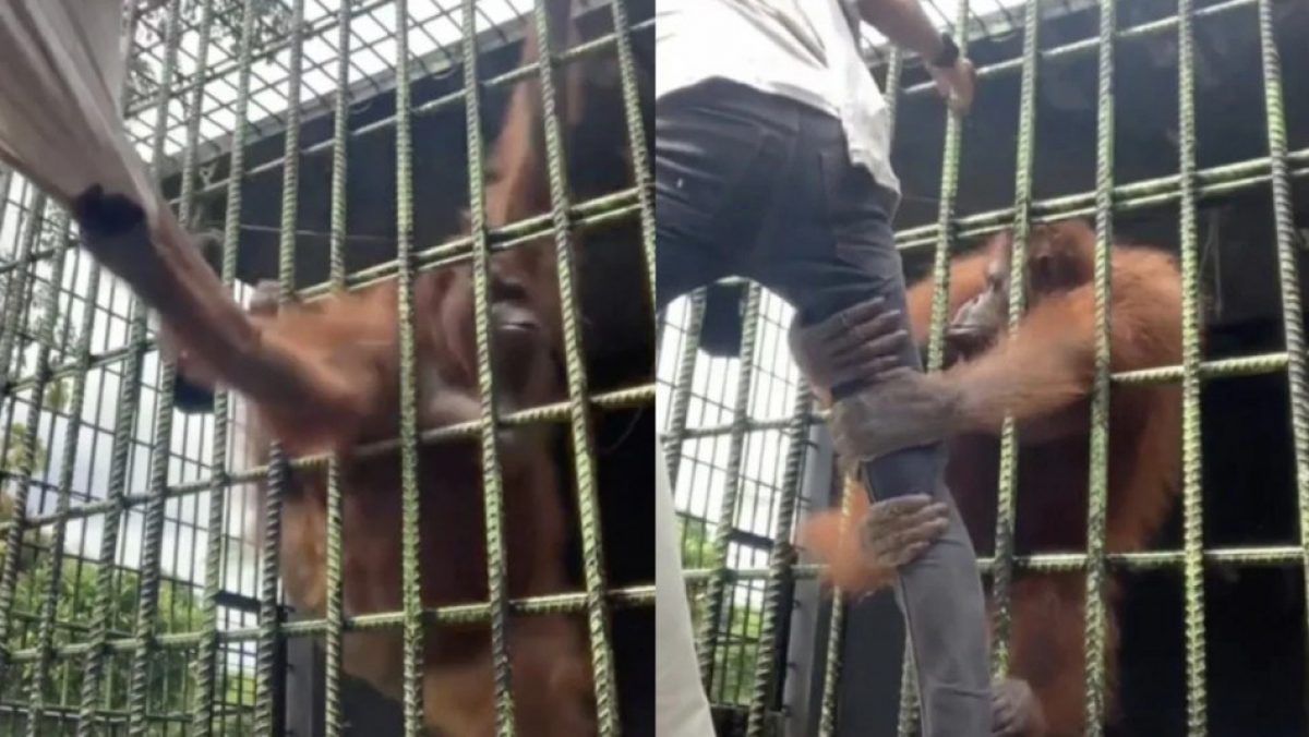 Noticia: Orangután se agarró fuertemente de un visitante en un zoológico de Indonesia Orangután se agarró fuertemente de un visitante en un zoológico de Indonesia