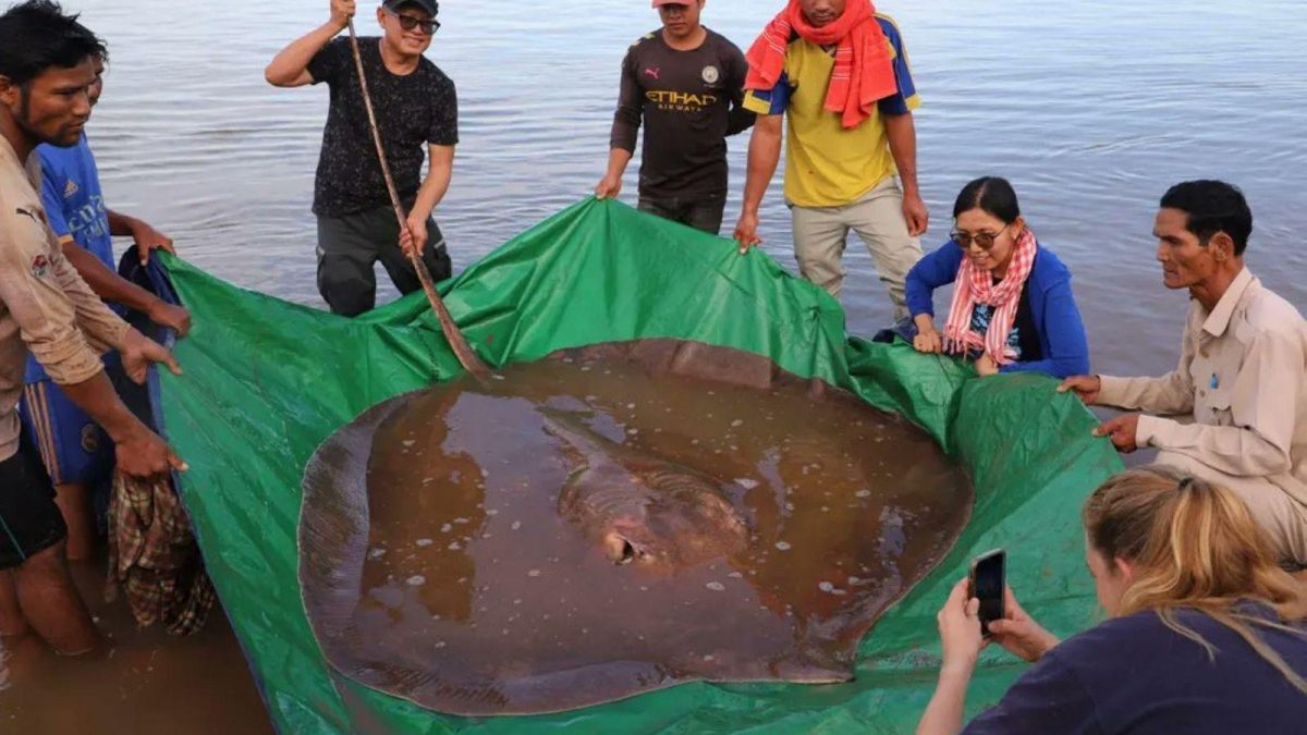 Noticia: Capturan a enorme mantarraya de 4 metros de largo y 300 kilos Capturan a enorme mantarraya de 4 metros de largo y 300 kilos