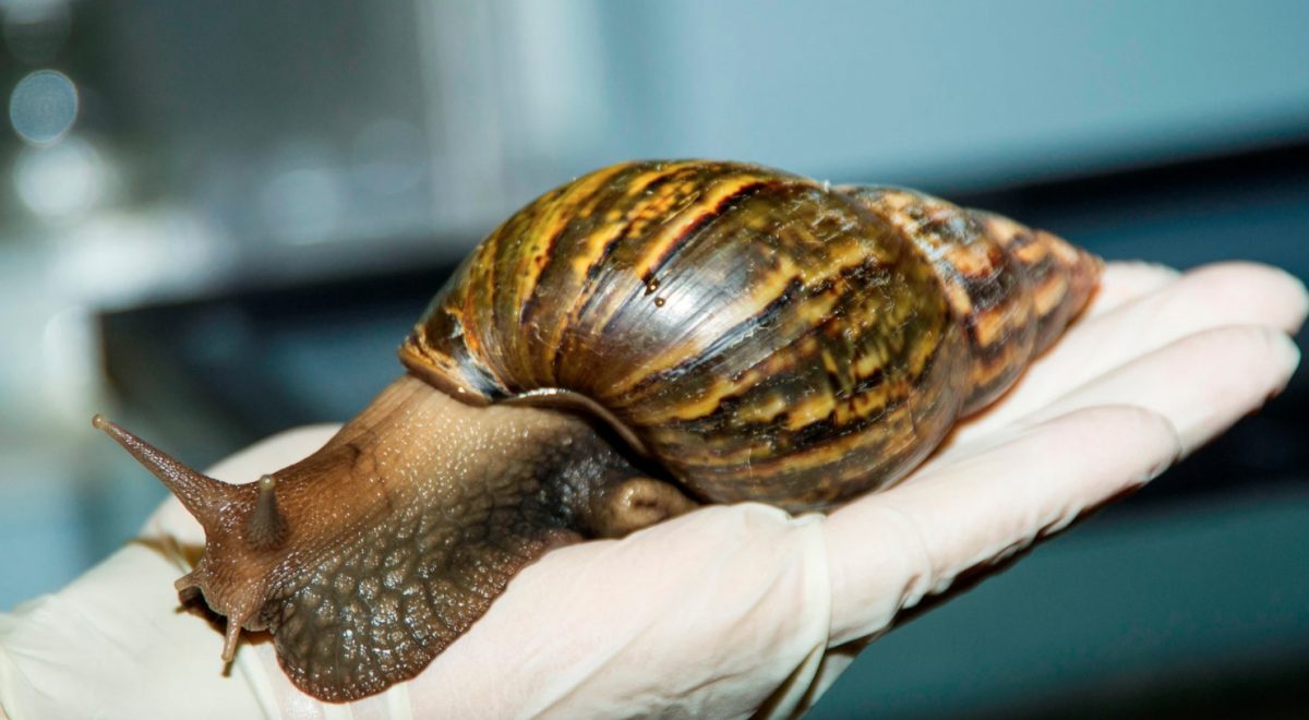 Noticia: Alerta en Florida por caracol gigante que puede causar meningitis Alerta en Florida por caracol gigante que puede causar meningitis