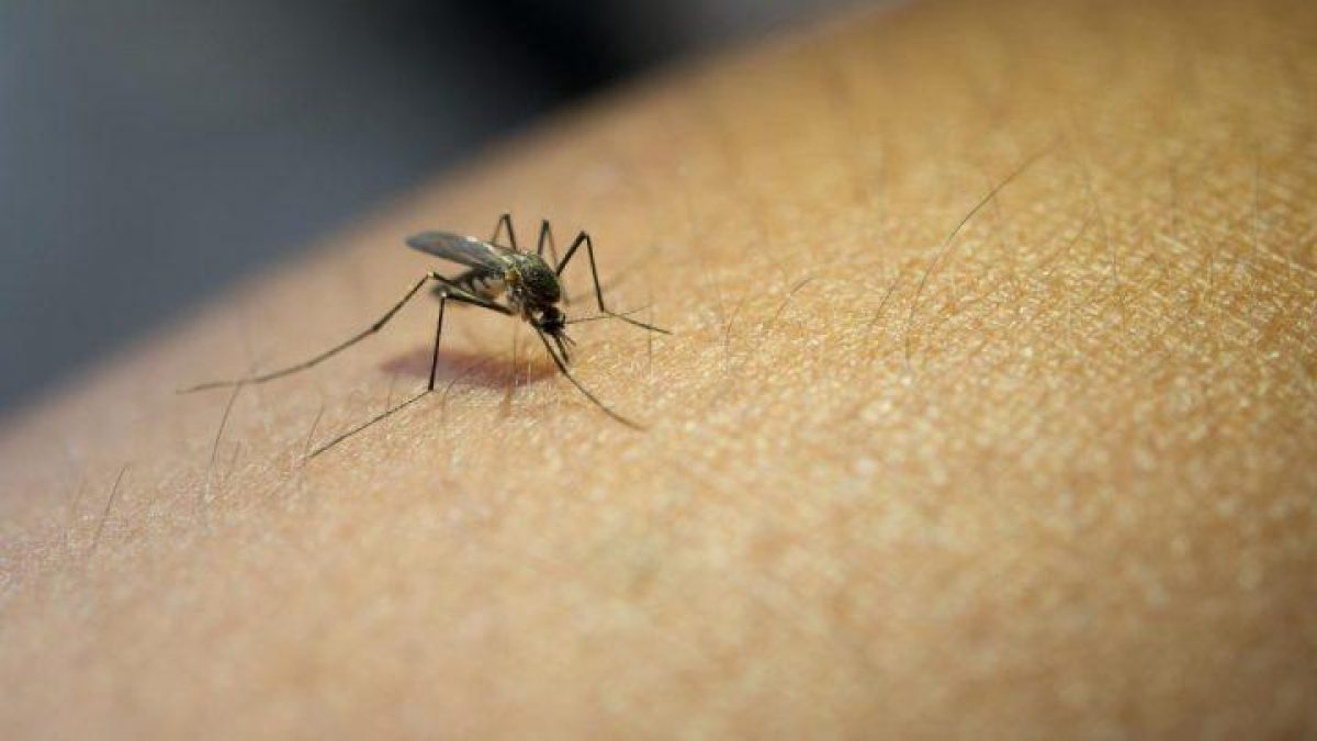 Noticia: Policía identificó a un ladrón gracias a la sangre en un mosquito que lo había picado Policía identificó a un ladrón gracias a la sangre en un mosquito que lo había picado
