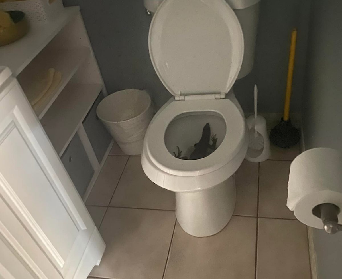 Noticia: Fue al baño y se encontró con una iguana en el inodoro Fue al baño y se encontró con una iguana en el inodoro