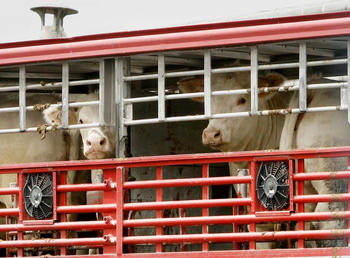 Noticia: Camión se volcó con 50 vacas y moradores las faenaron en plena vía Camión se volcó con 50 vacas y moradores las faenaron en plena vía