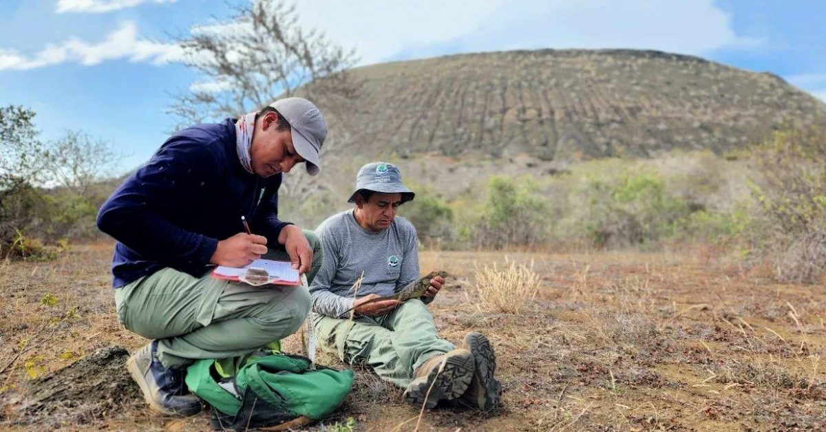 Noticia: Islas Galápagos: dos siglos después se vuelven a reproducir las iguanas terrestres en Santiago Islas Galápagos: dos siglos después se vuelven a reproducir las iguanas terrestres en Santiago