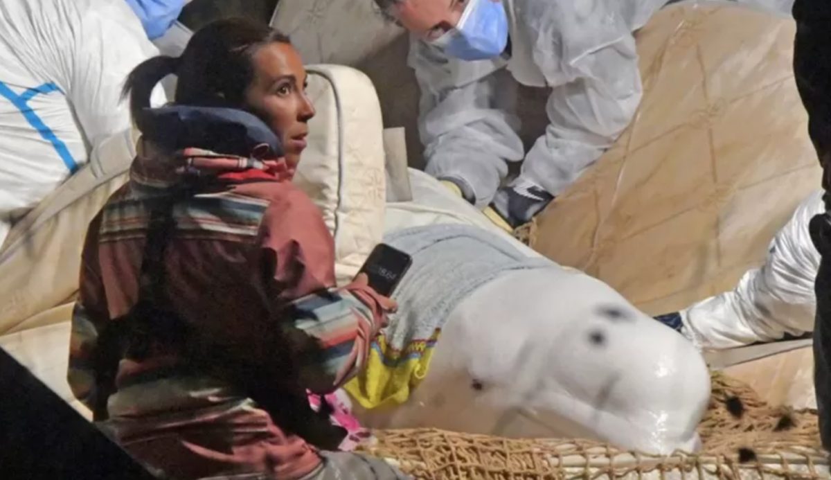 Noticia: Muere la ballena beluga atrapada en el río Sena pese a su rescate Muere la ballena beluga atrapada en el río Sena pese a su rescate