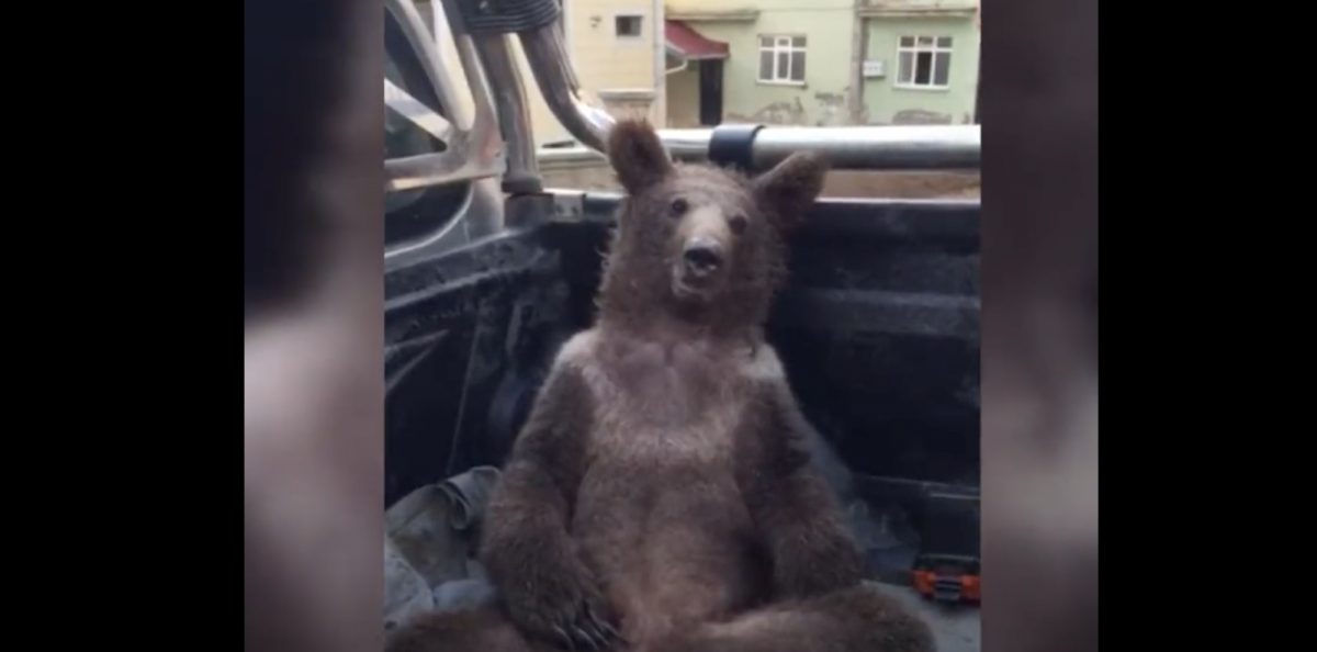 Noticia: Autoridades rescataron a un oso que se habría intoxicado con miel alucinógena Autoridades rescataron a un oso que se habría intoxicado con miel alucinógena