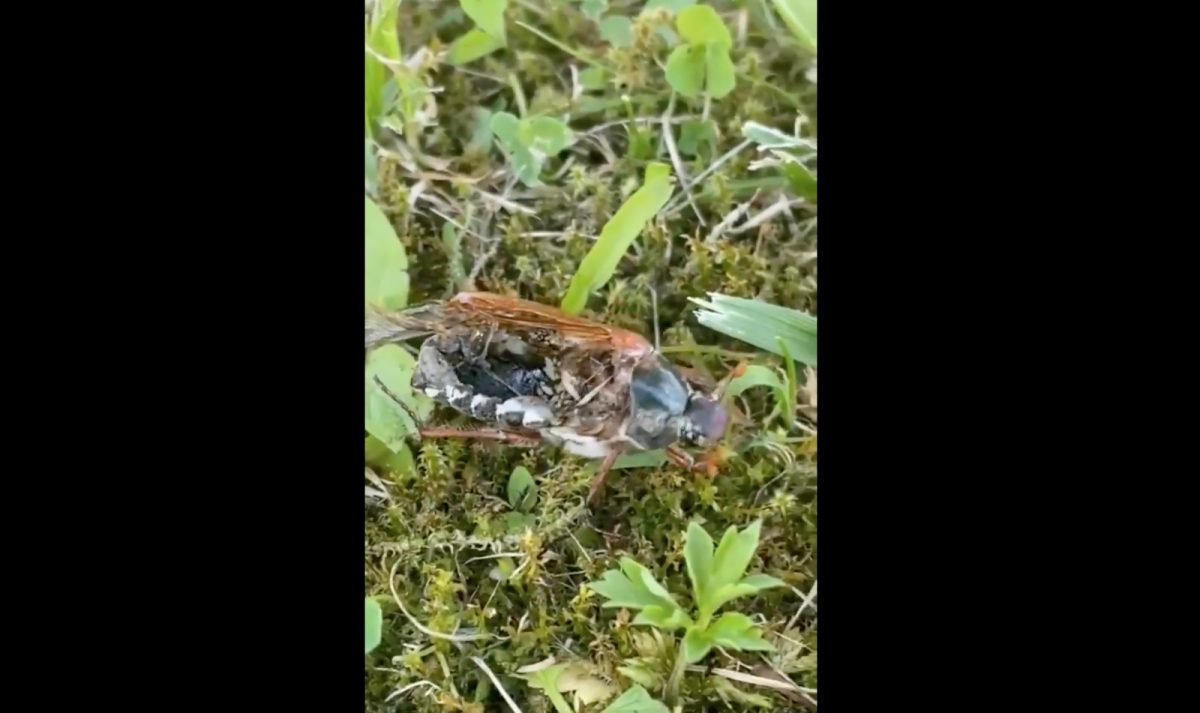 Noticia: Hongos zombi: los organismos que convierten a los insectos en "muertos en vida" Hongos zombi: los organismos que convierten a los insectos en "muertos en vida"