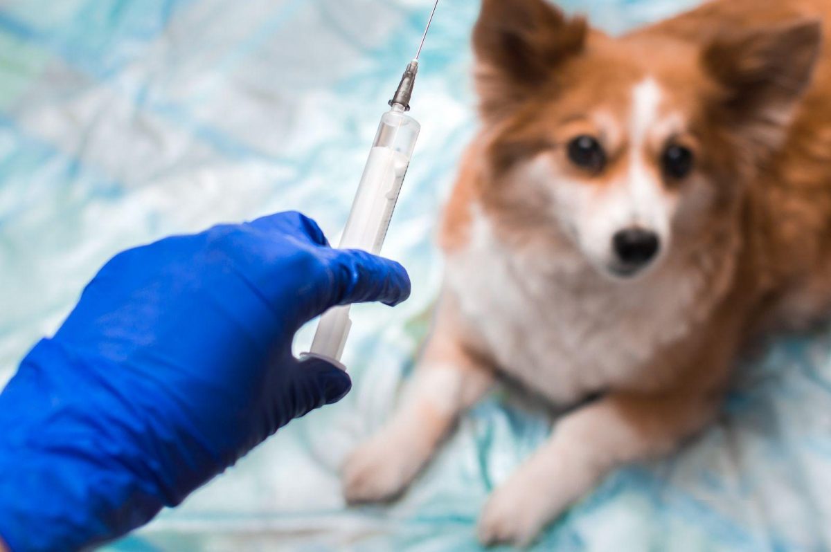 Noticia: La ciencia prueba con éxito una vacuna contra el coronavirus para animales La ciencia prueba con éxito una vacuna contra el coronavirus para animales