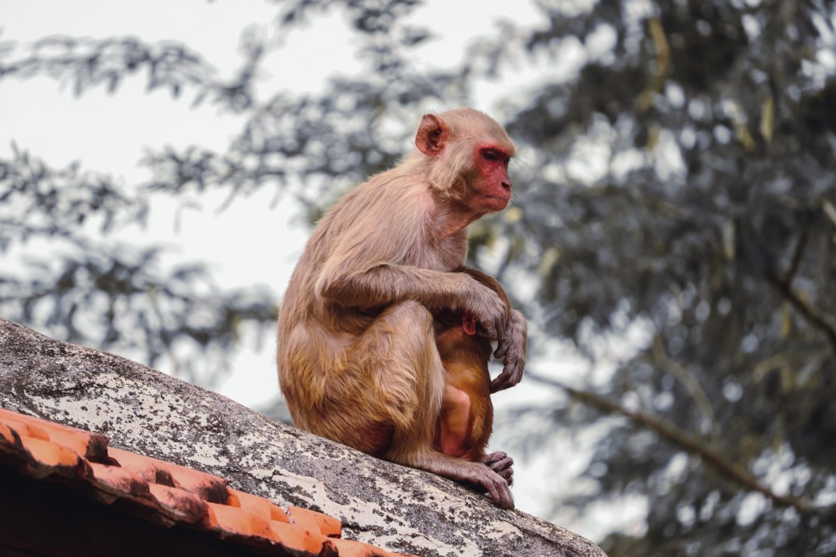 Noticia: Mono lanza un ladrillo y mata a un hombre en la India Mono lanza un ladrillo y mata a un hombre en la India