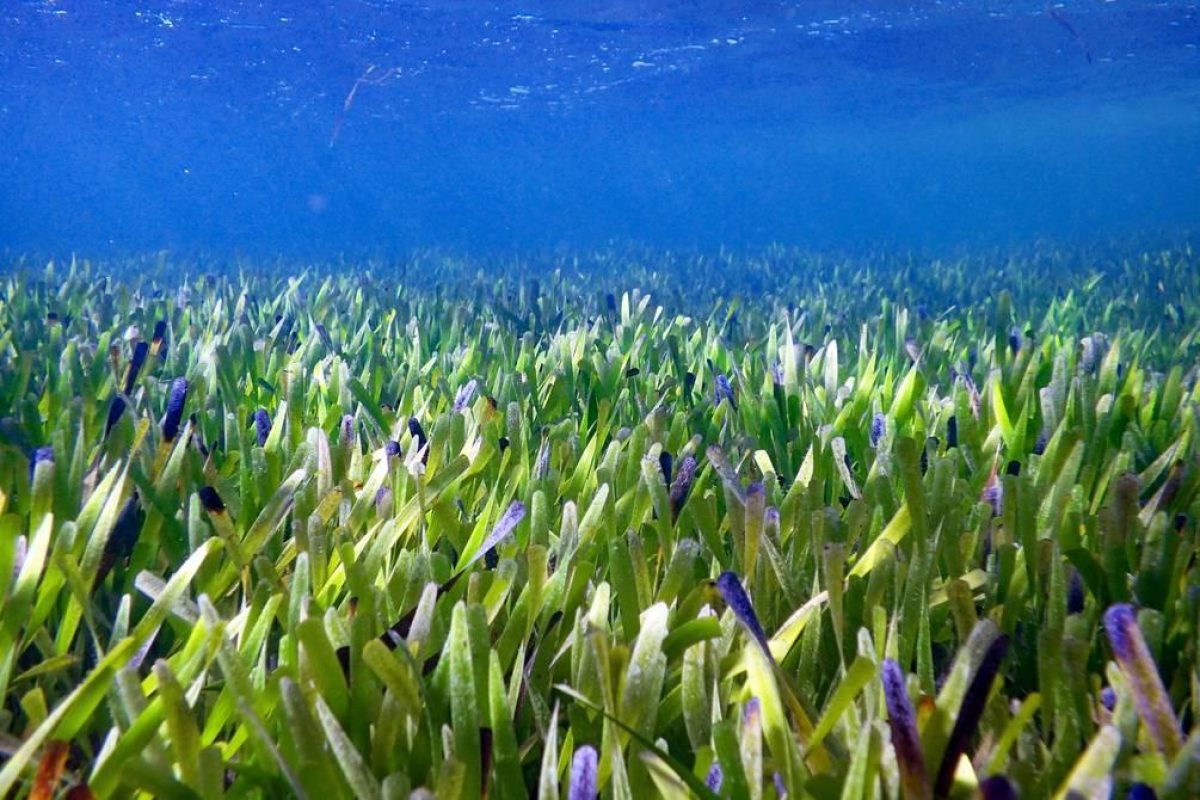 Noticia: Descubren en Australia la planta más grande del mundo Descubren en Australia la planta más grande del mundo