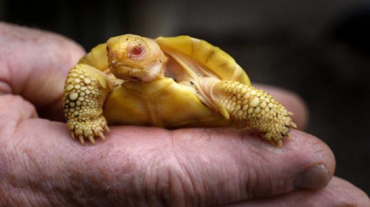 Noticia: Nace en un zoológico la primera tortuga gigante de Galápagos albina Nace en un zoológico la primera tortuga gigante de Galápagos albina