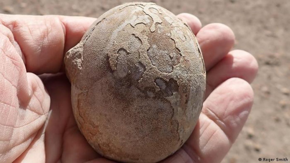 Noticia: Encuentran un nido con más de 100 huevos de dinosaurios en Argentina Encuentran un nido con más de 100 huevos de dinosaurios en Argentina