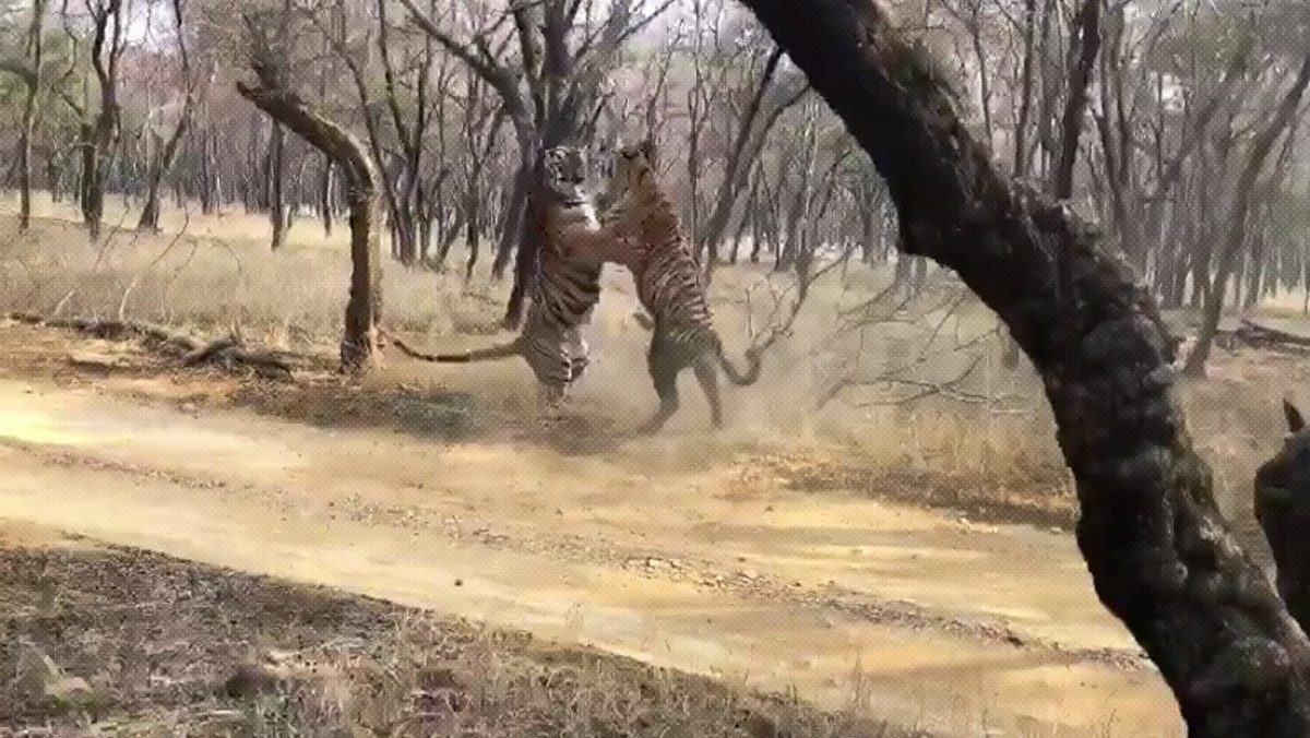 Noticia: VIDEO | Graban un fuerte enfrentamiento entre dos tigres VIDEO | Graban un fuerte enfrentamiento entre dos tigres