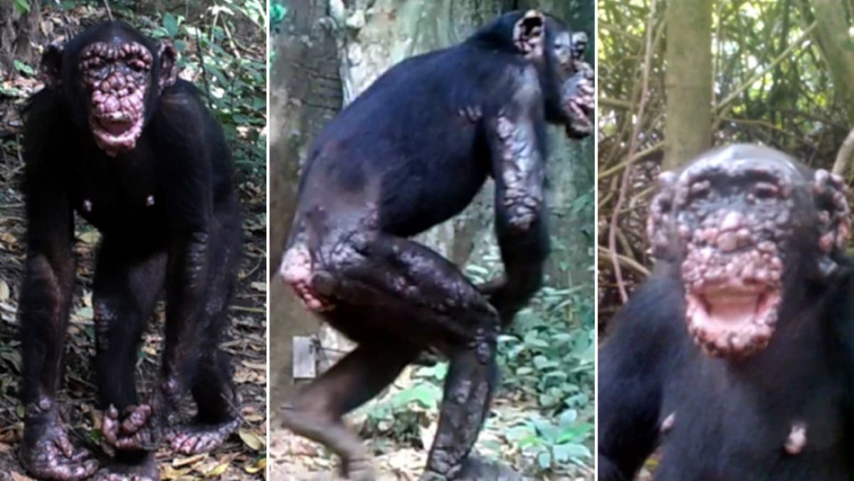 Noticia: Detectan por primera vez lepra en chimpancés salvajes de África Detectan por primera vez lepra en chimpancés salvajes de África