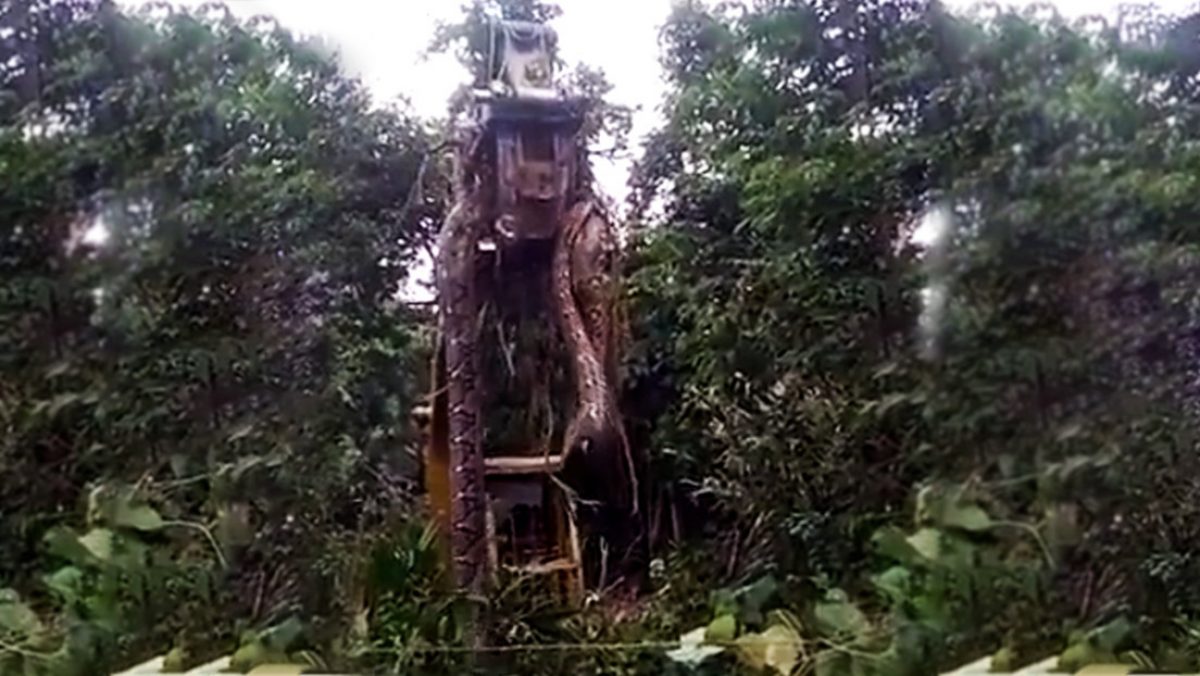 Noticia: Grúa levanta una enorme serpiente en selva tropical Grúa levanta una enorme serpiente en selva tropical