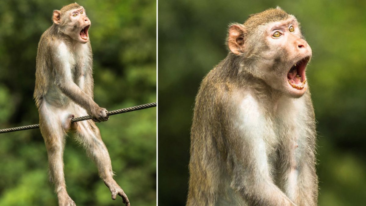 Noticia: Cómica imagen de mono sentado sobre un cable gana un concurso de fotografía Cómica imagen de mono sentado sobre un cable gana un concurso de fotografía