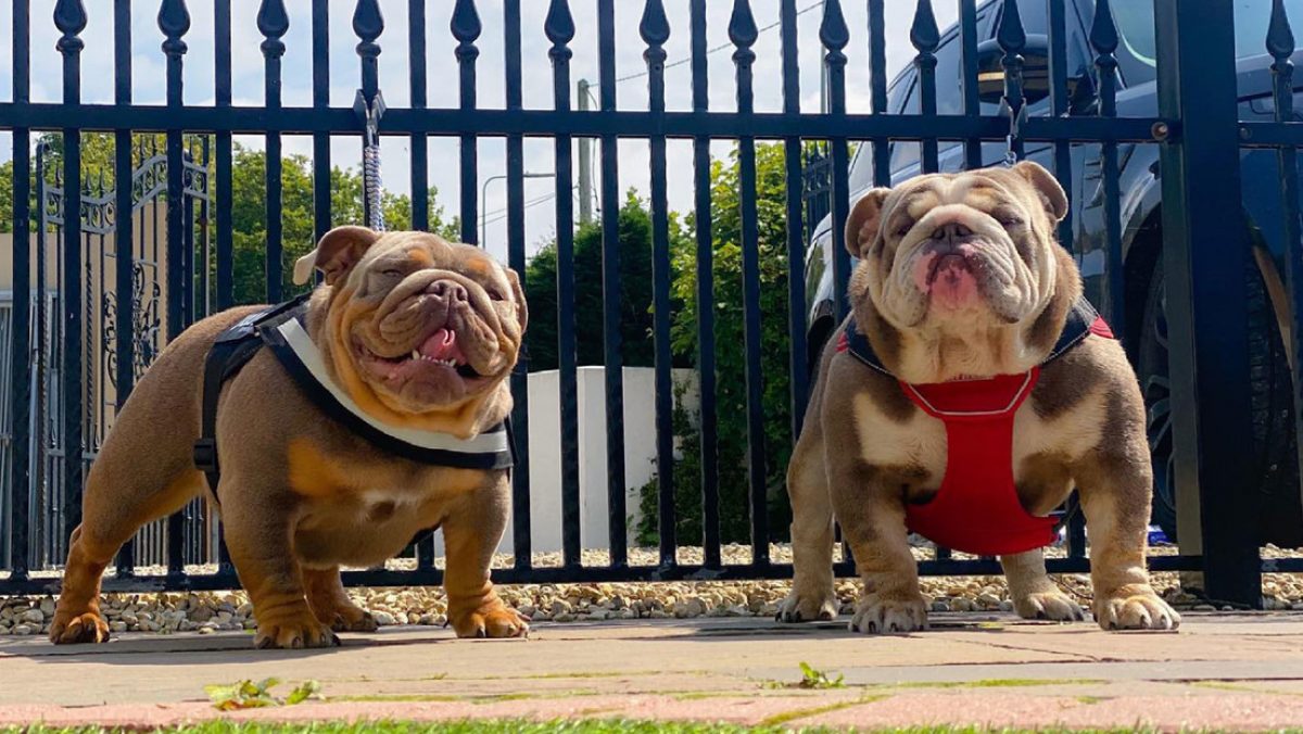 Noticia: Multan a pareja criadora de bulldogs por obligar a sus perras a embarazarse Multan a pareja criadora de bulldogs por obligar a sus perras a embarazarse