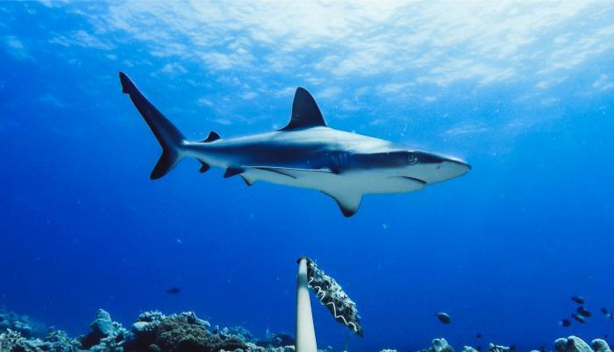Noticia: Un tiburón atacó a un buceador después de entrar en el agua en una playa de Florida Un tiburón atacó a un buceador después de entrar en el agua en una playa de Florida