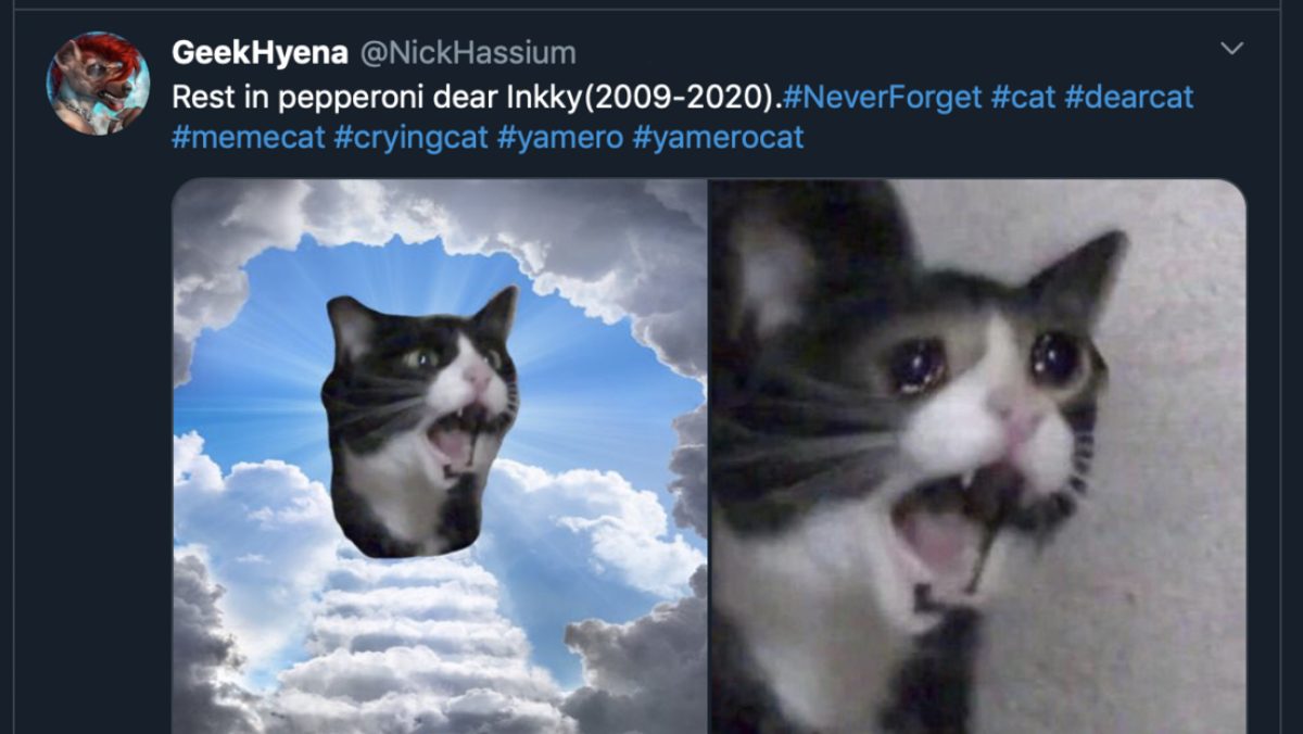 Noticia: Muere la protagonista del icónico meme de la gata que grita Muere la protagonista del icónico meme de la gata que grita