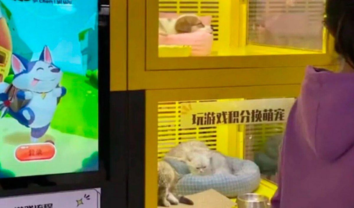 Noticia: VIDEO | Conoce la insólita maquina expendedora de perros y gatos en China VIDEO | Conoce la insólita maquina expendedora de perros y gatos en China