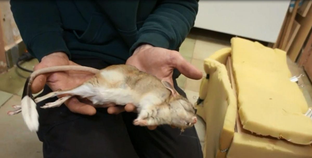 Noticia: VIDEO | Guardan en neveras a animales que están hibernando en un zoológico de Moscú VIDEO | Guardan en neveras a animales que están hibernando en un zoológico de Moscú