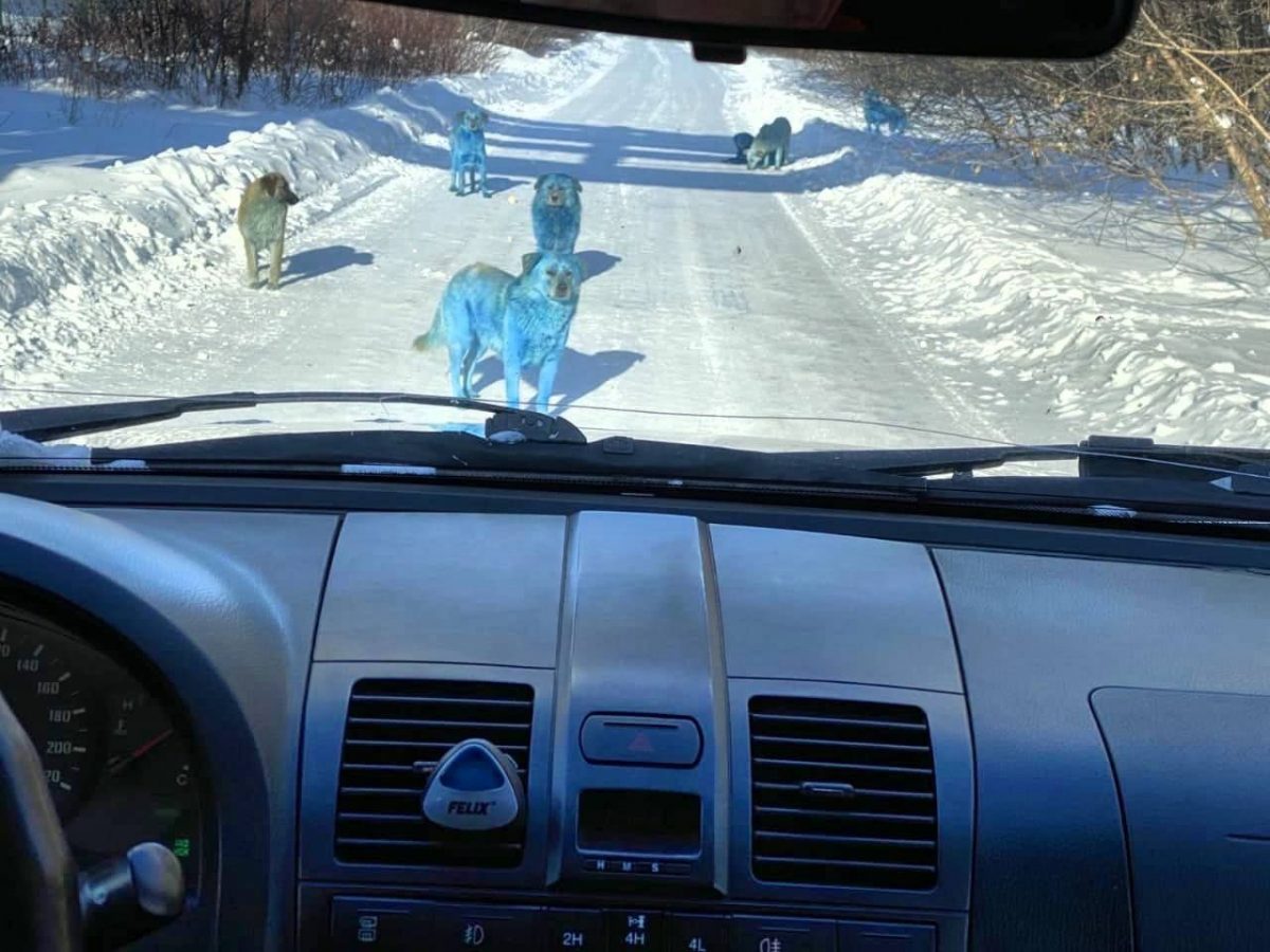 Noticia: Aparición de perros azules asombra a los habitantes de una ciudad rusa Aparición de perros azules asombra a los habitantes de una ciudad rusa