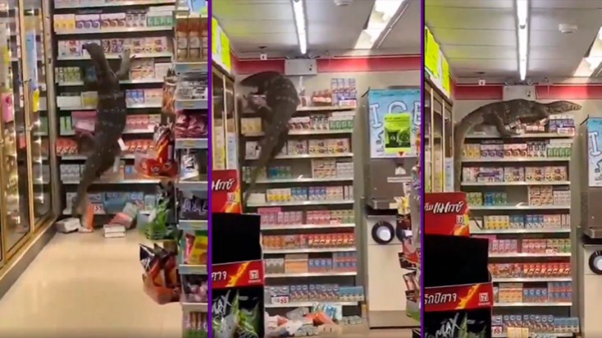 Noticia: Un lagarto de dos metros apareció en una tienda para buscar comida Un lagarto de dos metros apareció en una tienda para buscar comida